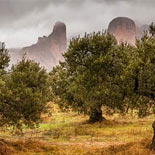 La almazara ecológica Ecostean y Ronda Somontano convocan el III Concurso Fotográfico Fot-Oleo sobre el olivo y el aceite