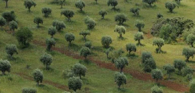 Récord de producción de aceite de oliva en Portugal