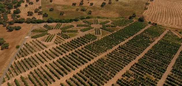 El Departamento de Agronomía de la UCO oferta seis becas de Doctorado dentro del programa de Fundación 'La Caixa'