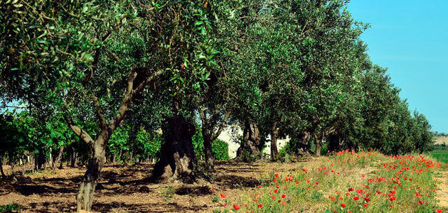 Bosch Smart Irrigation, un sistema para la monitorización del estado hídrico del olivo