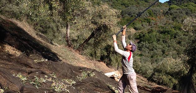 El olivar de montaña y sus aceites serranos