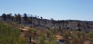 Las cooperativas catalanas confirman que el incendio de Tarragona arrasó alrededor de 800 ha. de olivar