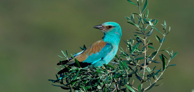Olivares Vivos demuestra el alto valor ecológico del olivar para conservar la biodiversidad en Europa