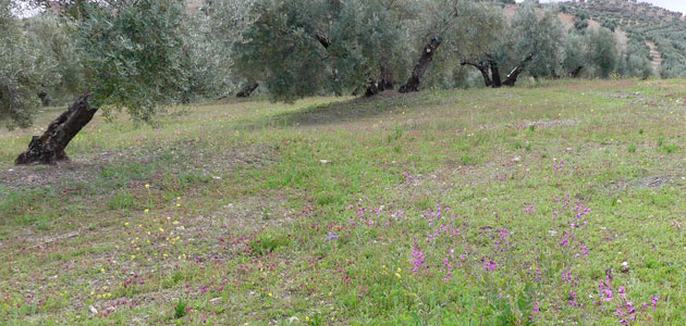 “Olivares Vivos” subraya la importancia de la cubierta herbácea para conservar el suelo del olivar