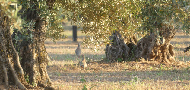 ¿Puede ser rentable la biodiversidad en el olivar? A debate en una jornada de SEO/BirdLife