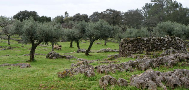 Olivares Vivos comparte su experiencia en Portugal sobre el papel de la biodiversidad en la comercialización de AOVE