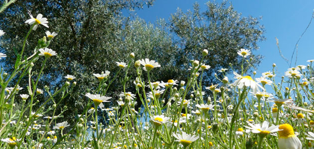 El modelo de agricultura Olivares Vivos permite que los olivares sobrelleven mejor las olas de calor