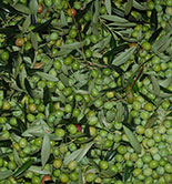 Asaja-Andalucía solicita al Magrama que intervenga para evitar que el seguro de olivar desaparezca