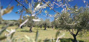 En busca de iniciativas innovadoras que promuevan la bioeconomía del olivar en Andalucía