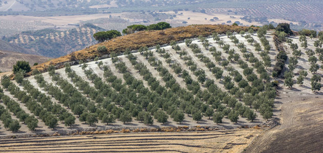 La tierra cultivada en España es insuficiente para abastecer el consumo del país, a excepción del olivar