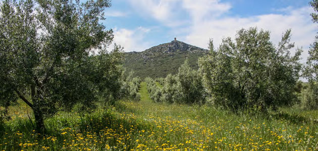 El olivar cuenta con un gran potencial como herramienta de mitigación de emisiones de gases de efecto invernadero