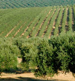 Cooperativas, preocupada por el retraso en el pago del anticipo de la PAC a los olivareros de Jaén