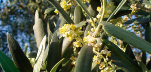 Nace Nutrisan, un proyecto sobre el manejo sostenible de la nutrición del olivar
