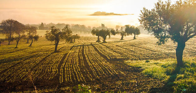 Arranca la nueva campaña en Italia con la previsión de un aumento de la producción de aceite de oliva del 30%
