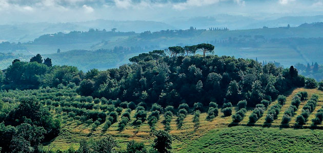 2018, 'annus terribilis' para el sector oleícola italiano