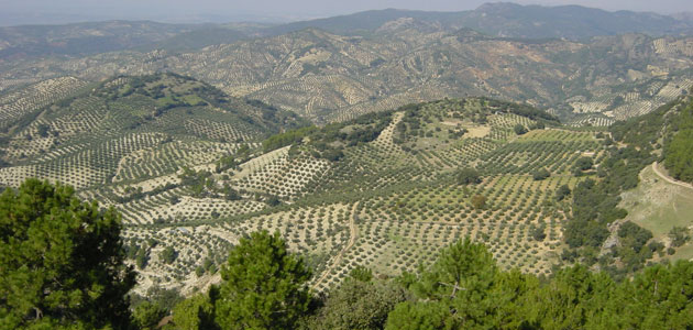 La Junta de Andalucía pide una reducción del 100% del módulo del IRPF para el olivar