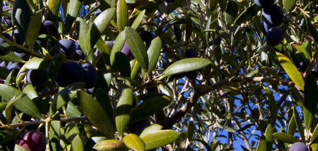 Castilla-La Mancha prevé que su producción de aceite de oliva se reduzca un 25% esta campaña