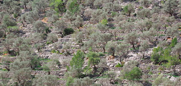 Andalucía convoca nuevas ayudas por valor de 15 millones de euros a explotaciones en zonas desfavorecidas