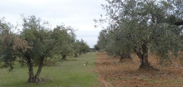 Madrid organiza una jornada divulgativa sobre cubiertas vegetales en el olivar