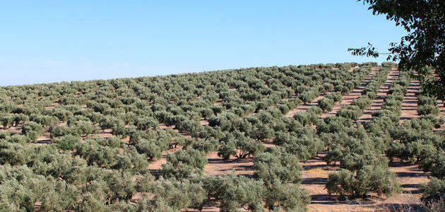 La gran transformación del olivar español