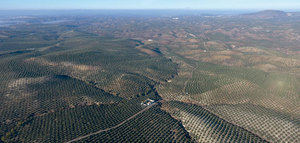 Expertos internacionales analizarán en Córdoba las perspectivas de futuro del olivar mediterráneo