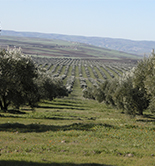 El Plan Marruecos Verde impulsa la plantación de nuevos olivos y la construcción de almazaras