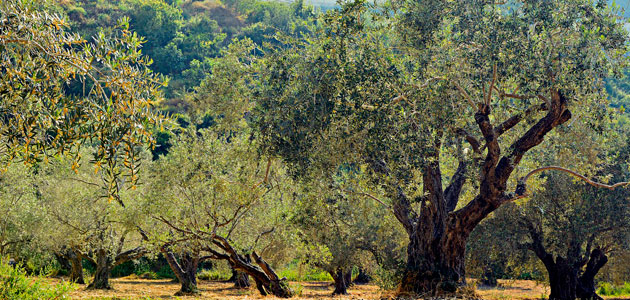 El proyecto Provide realiza una propuesta de programa medioambiental para el olivar de montaña