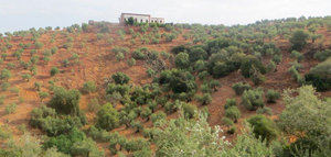 El olivar, uno de los cultivos más representativo de las zonas de montaña