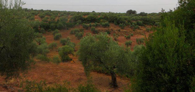 Andalucía abona 2,5 millones en ayudas agroambientales al olivar