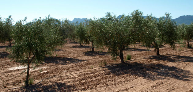 El 54% del aceite que se produce en la Región de Murcia es virgen extra