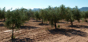 Murcia desarrolla un proyecto sobre la calidad del aceite de diversas variedades de olivo