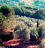 El COI convoca subvenciones para financiar programas con motivo del Día Mundial del Olivo