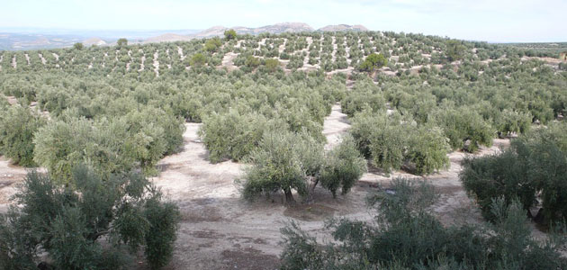 El Mapama asegura que la futura PAC debe ir dirigida al mantenimiento de la renta de los agricultores