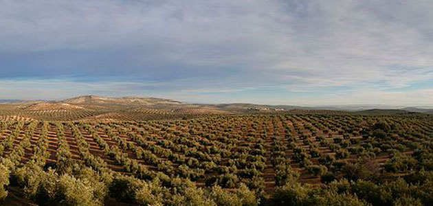 El MAPA constata la tendencia ascendente de la comercialización de aceite de oliva desde el mes de marzo