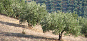 Andalucía gestionará más de 103 millones en ayudas para potenciar la sostenibilidad y conservar la biodiversidad