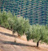 Asaja-Jaén pide a la Junta ayudas para el arranque y plantación de olivares