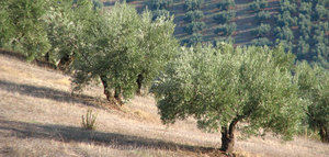 Publicadas ayudas del Gobierno al olivar en la Ley de Desperdicio Alimentario