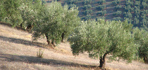 Estas son las medidas estatales y de la PAC para proteger el olivar tradicional y de montaña