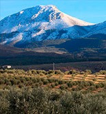 El precio de la tierra de olivar subió un 6,4% en 2015