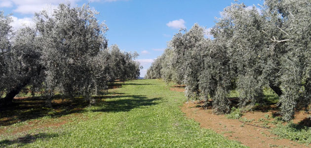 La superficie de olivar andaluz de Producción Integrada alcanza su máximo histórico con 397.872 ha.