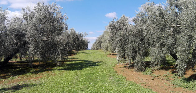 El 24,36% de la superficie de olivar andaluz es de Producción Integrada