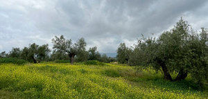 Portugal acogerá un taller internacional sobre la resiliencia del olivo ante el cambio climático