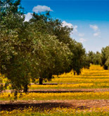 Abierto el plazo de inscripción de parcelas en la DOP Aceite de La Rioja