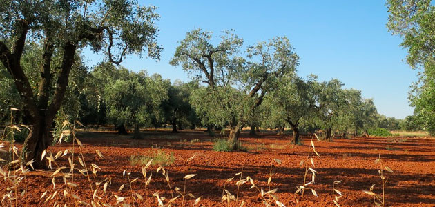La CE cree que los precios del aceite de oliva no bajarán antes de que finalice la campaña 2016/17