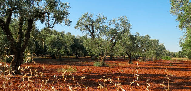 La producción europea de aceite de oliva se sitúa en 964.079 t. hasta diciembre
