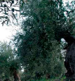 El Gobierno define las condiciones de contratación del seguro del olivar