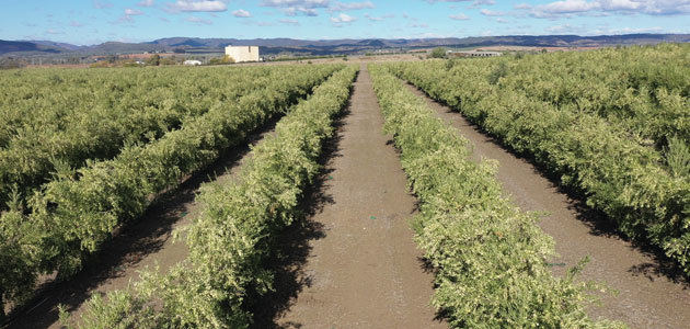 Un estudio de Todolivo constata que el olivar en seto supera al superintensivo en sostenibilidad, productividad y rentabilidad y marca un nuevo rumbo en la olivicultura