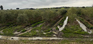 El impacto de la saturación del suelo en el olivar superintensivo tras episodios de lluvias prolongadas