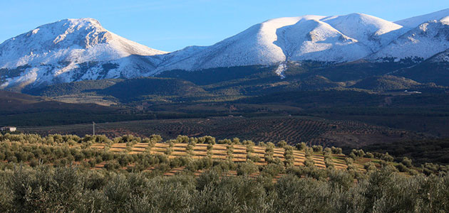 Proyectos para la mejora de la competitividad del olivar tradicional