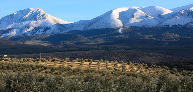 Un proyecto garantizará el origen del AOVE procedente de olivar tradicional mediante tecnología blockchain